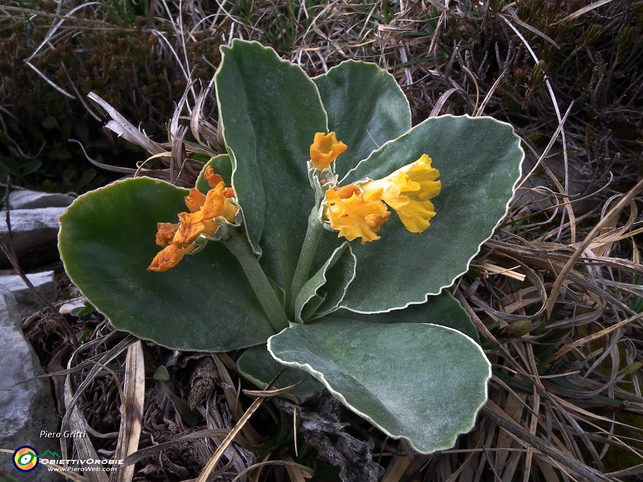 82 Primula di Lombardia.JPG